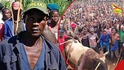 Boni Khalwale's Bull Caretaker Kizito Amukune Was Killed By Animal, Johansen Oduor Clears Air