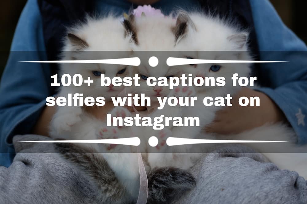 Captions for selfies with your cat