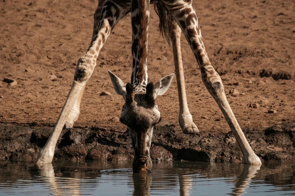 Rare twin giraffes born in Kenya - Tuko.co.ke