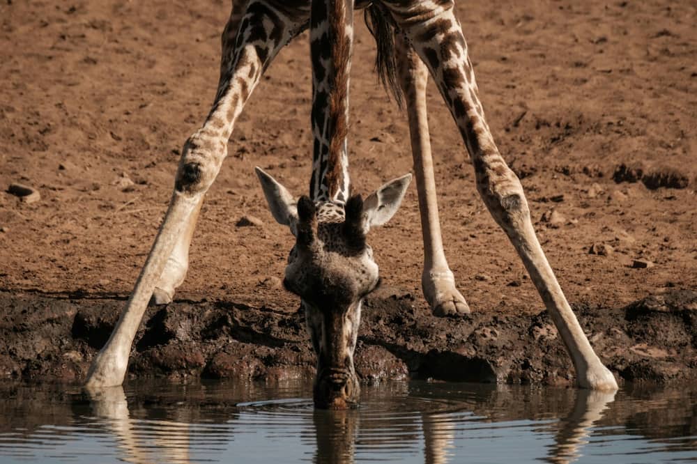 Only about 117,000 giraffe remain in the wild, according to the Giraffe Conservation Foundation