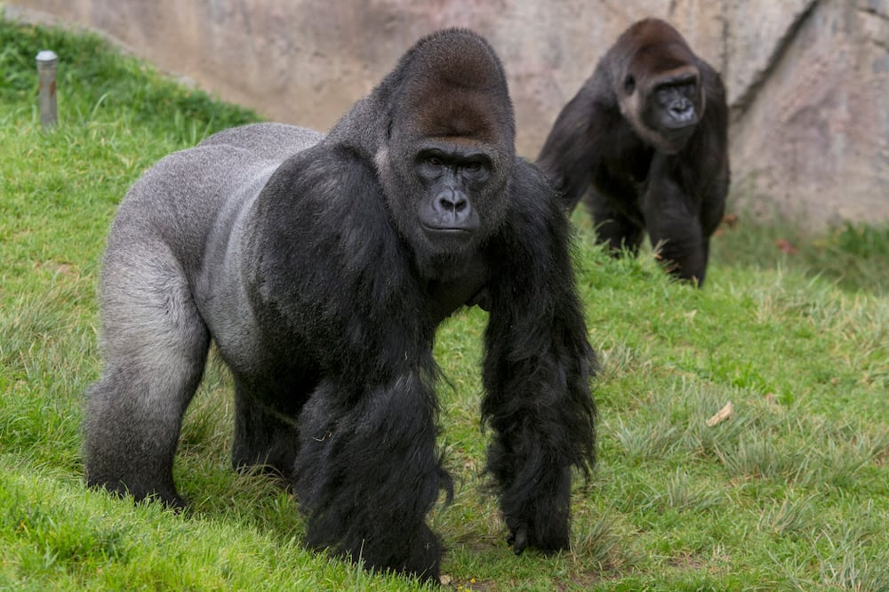 Karen: Popular ape receives coronavirus vaccine in US zoo