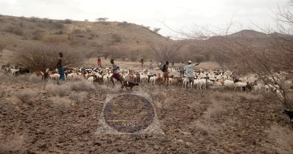 Turkana bandits