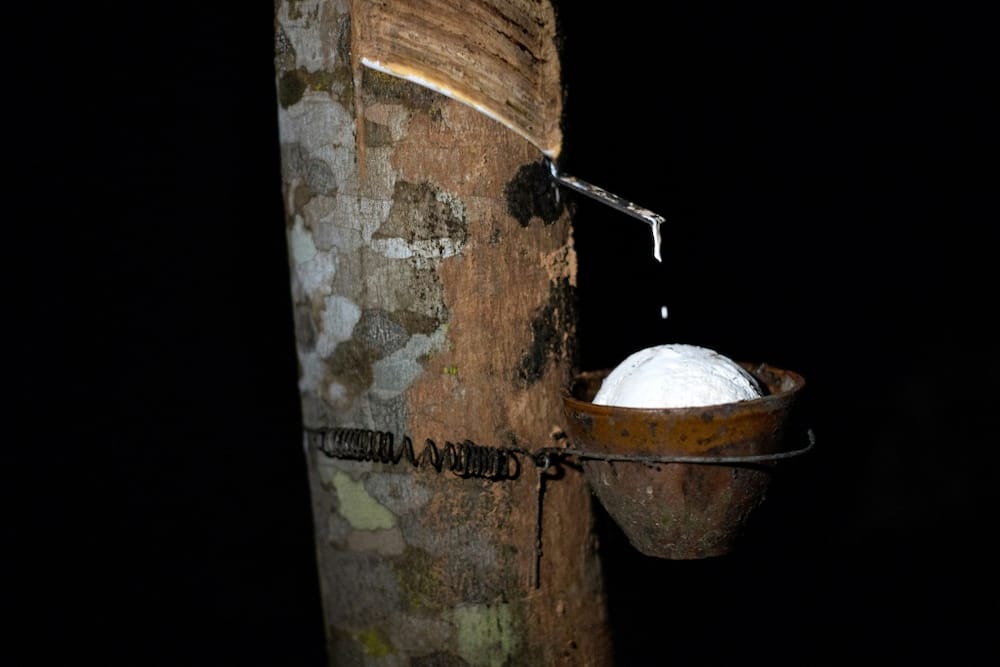 Natural latex drips from a rubber tree in the early hours of the morning at a plantation in Surat Thani province