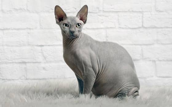 exotic cat breeds