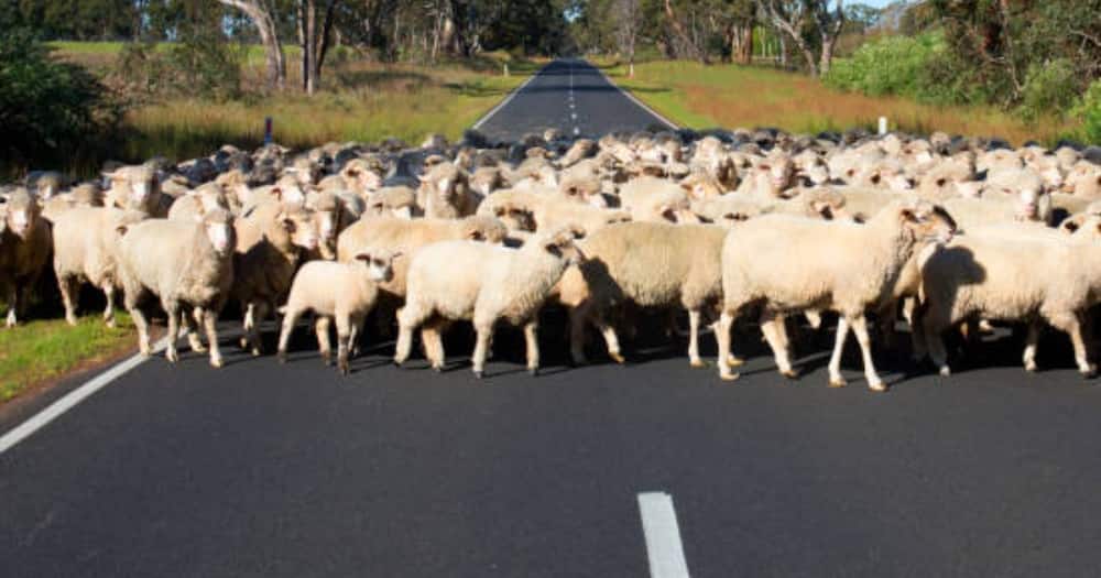 Sheep on the road.