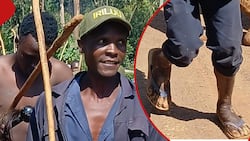 Photo of Boni Khalwale's Fighter Bulls' Caretaker In Slippers Irritates Kenyans: "Was He Underpaid?