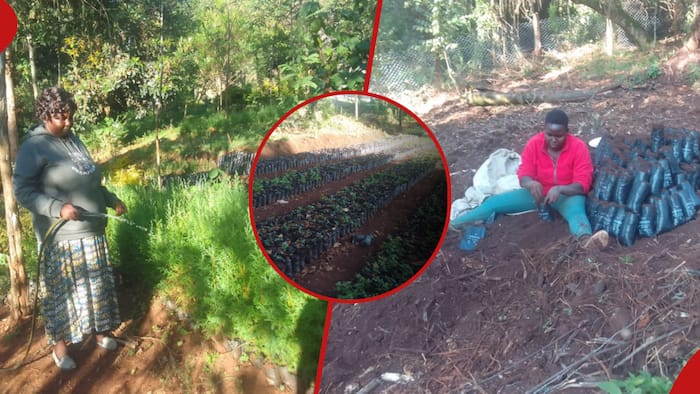 Elgeyo Marakwet: Former Female Alcohol Addicts Tackle Climate Change with Tree Nurseries