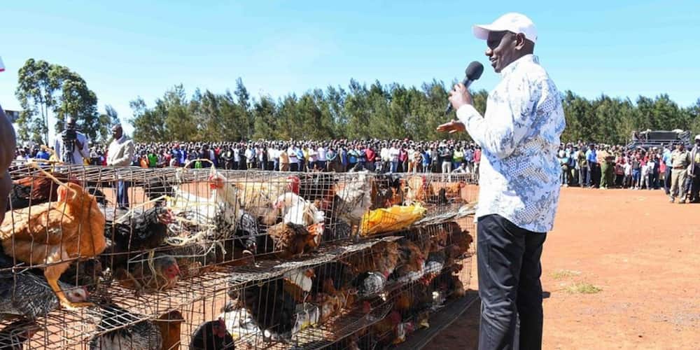 William Ruto goes back to chicken hawking days, buys chicken worth KSh 1.1M
