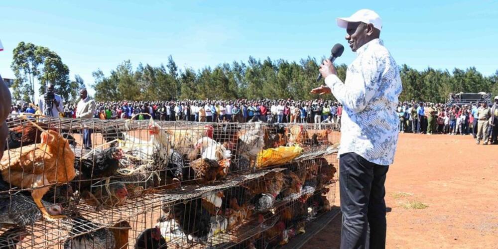 DP Ruto akataza siasa wakati wa soko ya kuku