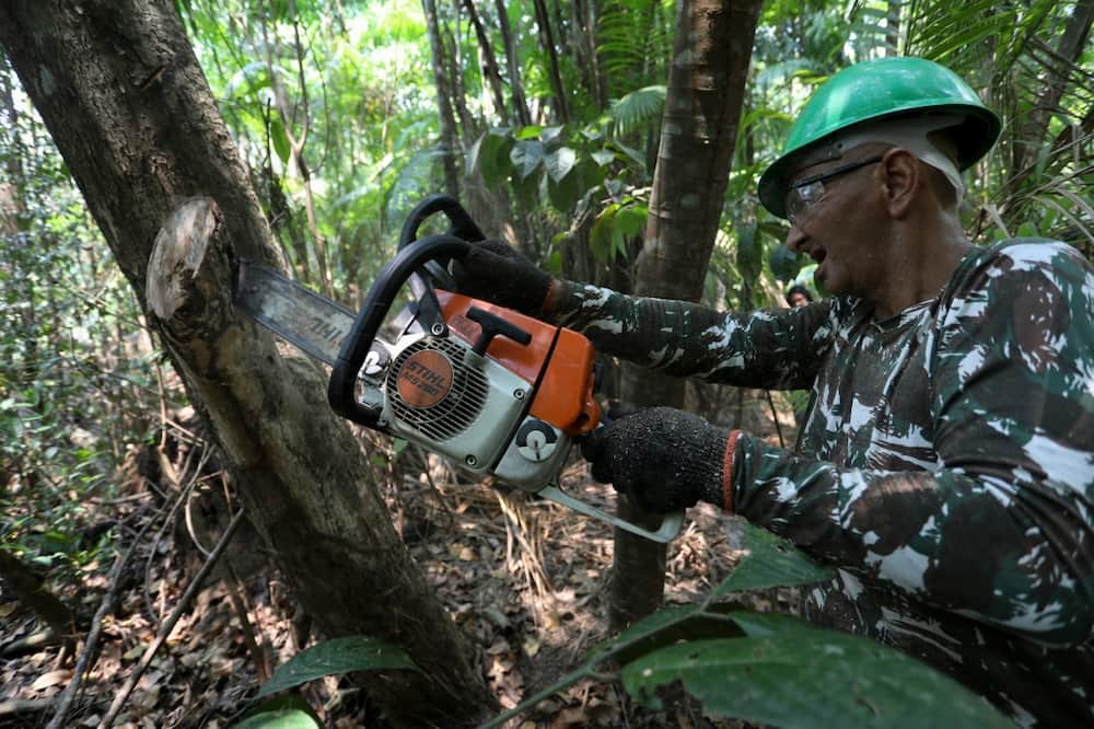 The sensors can distinguish invasive sounds such as those made by chainsaws, from the sounds of the forest