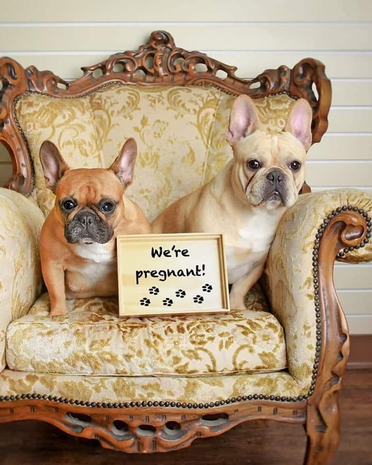 Creative photographer melts hearts with photoshoot of expectant dog and its baby daddy