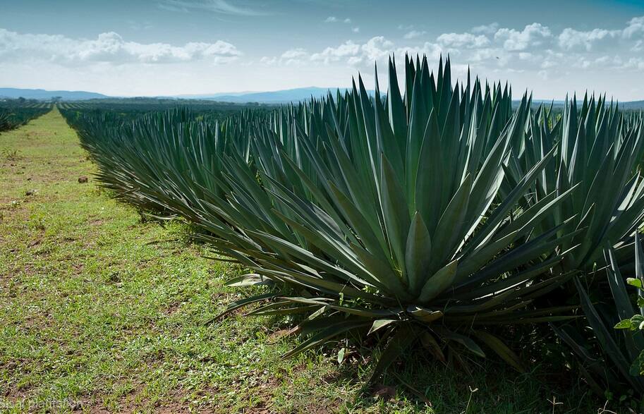 TaitaTaveta sisal farmers risk eviction after land lease expires