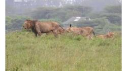 Hofu baada ya simba kuonekana wakizurura Ongata Rongai