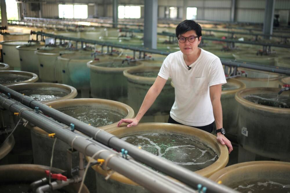 Hans Chen, who manages a fish farm of 500,000 groupers, says 90 percent of their stock is typically sold to Chinese buyers