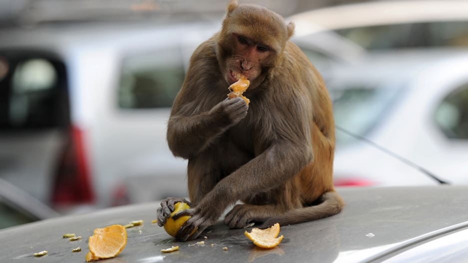 Kisumu women claim stubborn monkeys using sign language to insult them