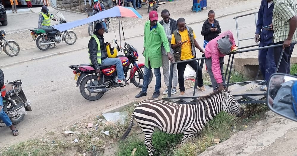 Zebra stuck in sewage.