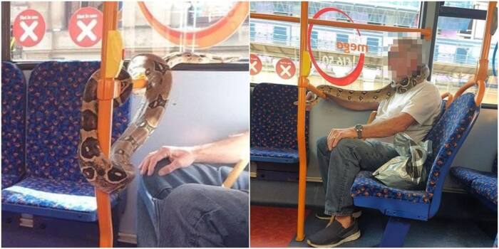 Man 'wears' snake as face mask on bus, video goes viral - glbnews.com