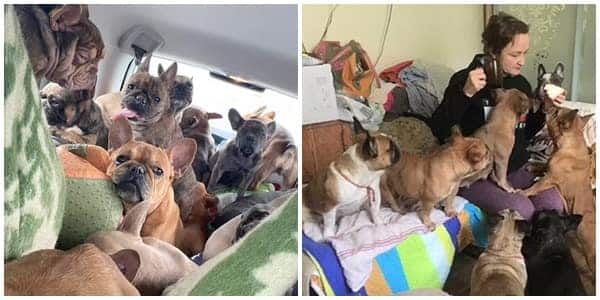 Olena Lukash, 53, drives into Ukraine to save her French Bulldogs from Russian bombardments