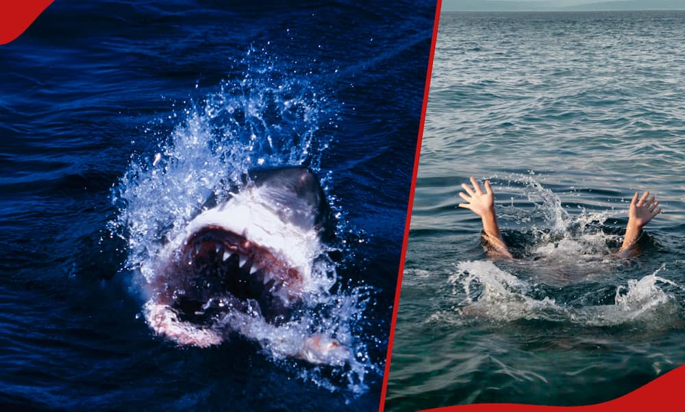 Angry shark in water and a woman in water infested with sharks.