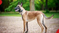 Meru Police Launch Search for Missing 7-Year-Old Belgian Malinois Dog: "Our Dogs Are Dear to Us"