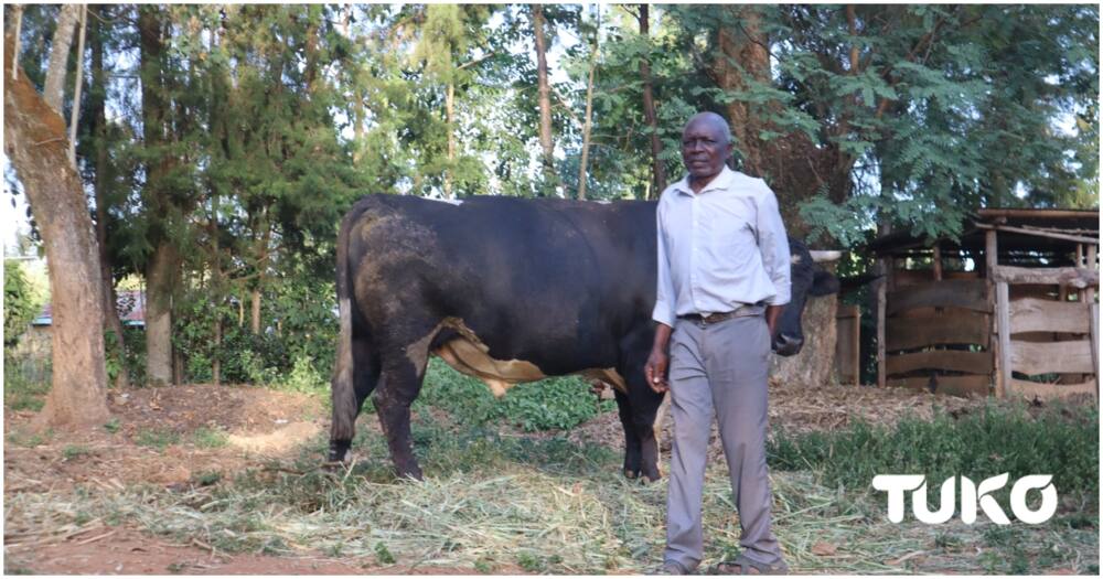 Bullfighting Shivachi