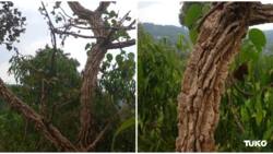 Mutembe: Dreaded Maragoli Tree that Dispelled Liars Like Thunder, Treated Mumps