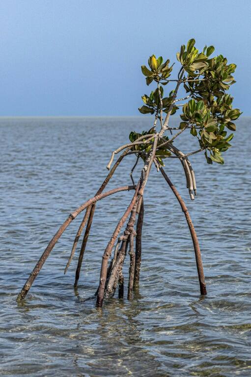 Mangroves absorb five times more carbon than forests on land, and because they live in salt water, there is no problem of drought