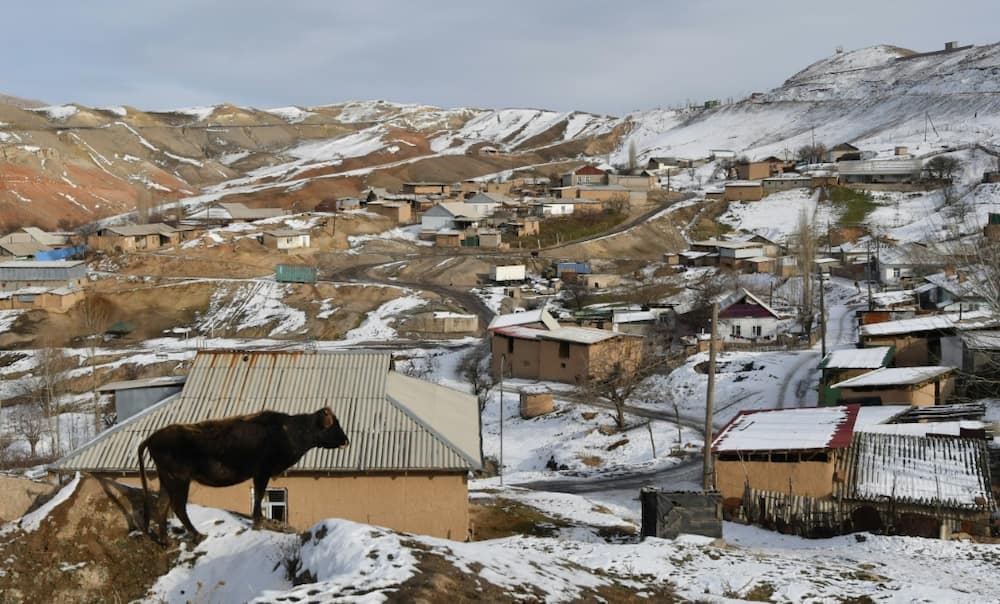 Timewarp: a cow stands on a hillock overlooking homes in Suluktu, Kyrgyzstan