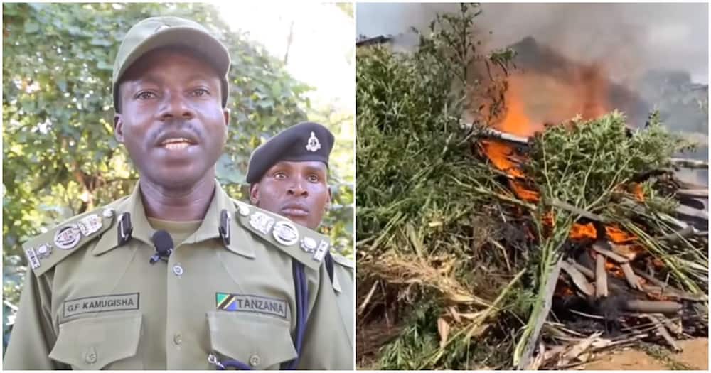 Police Set Ablaze Over Four Acres of Bhang in Fight Against Illegal Trade
