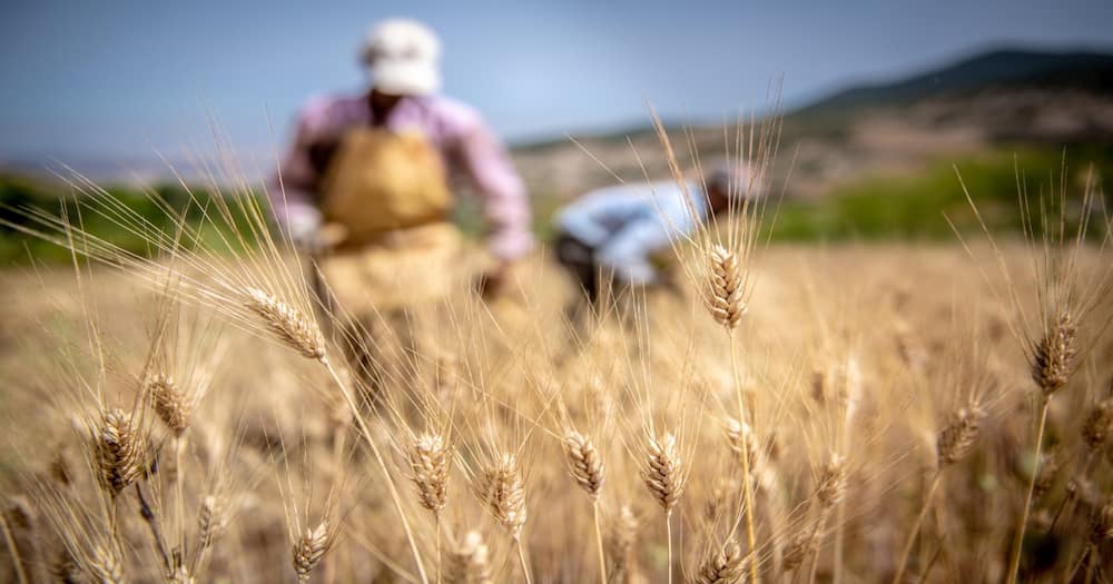 Local Wheat Farmers to Benefit as Imports Fall