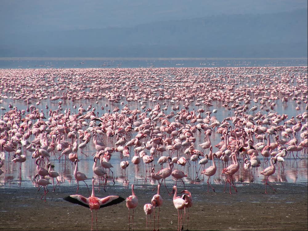 Nakuru emerges second richest county after Nairobi