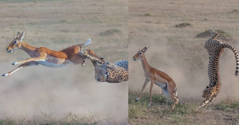 Tourists on Kenya safari captures exciting photos of cheetah bringing down a gazelle