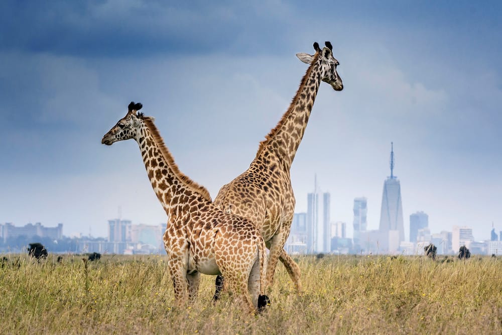 Nairobi National Park game drive charges