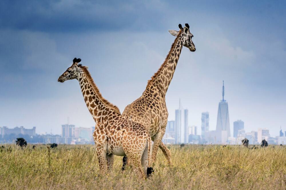 Nairobi National Park game drive charges