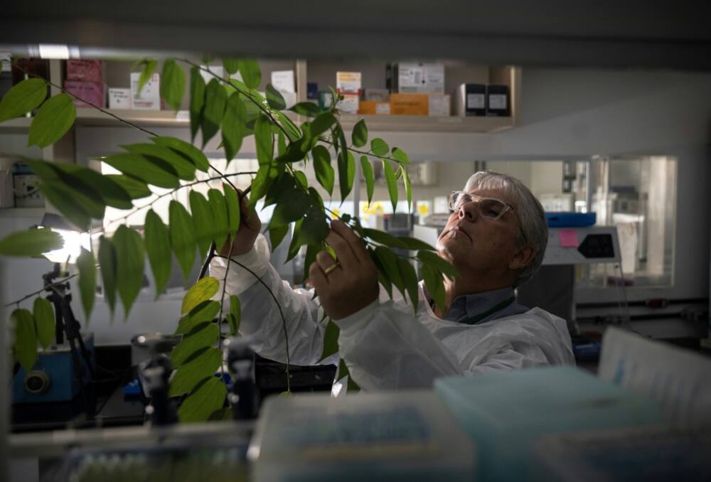 Brazilian molecular biologist Rodrigo Moura Neto inspects a plant that contains CBD, which can be used to treat epilepsy and crhonic pain, at his laboratory at the Federal University of Rio de Janeiro in June 2023