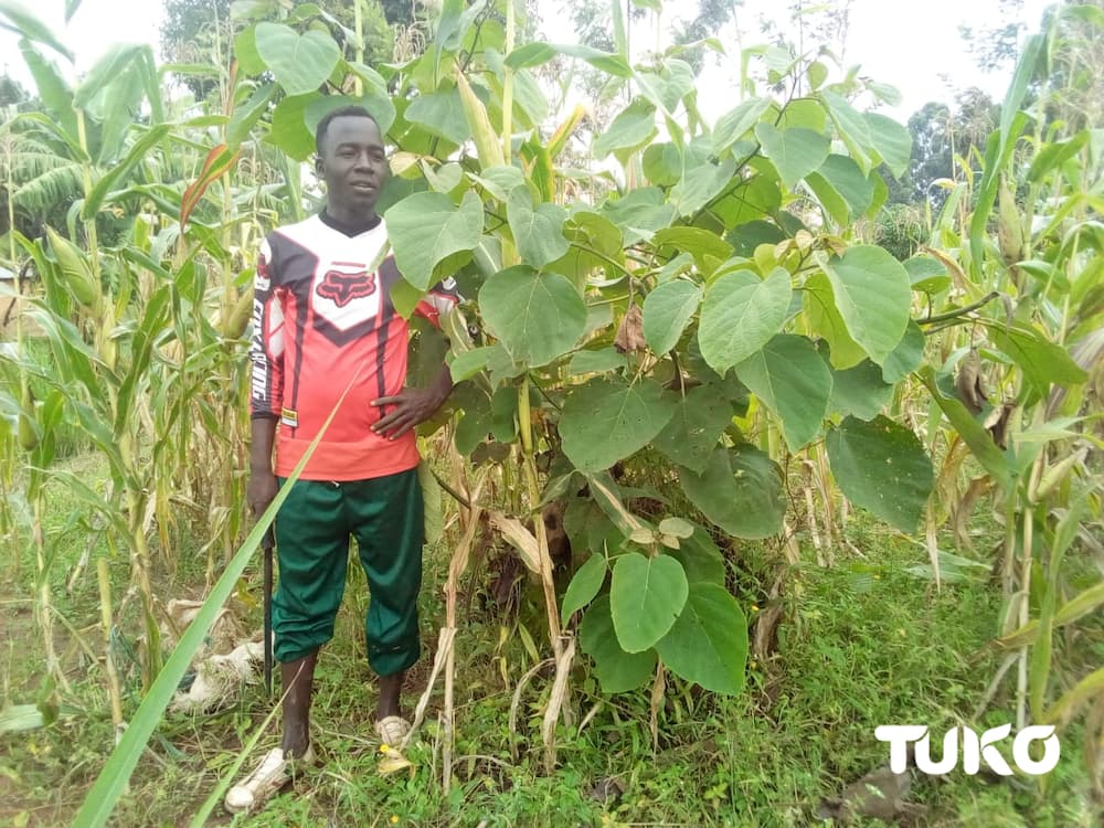 Mugomati: Indigenous multipurpose tree curing many diseases facing extinction in Maragoli land