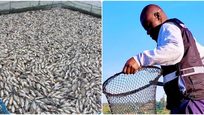 Kisumu Fisherman Loses KSh 2.7m Overnight After His Fish Died: “Hopes Shattered”