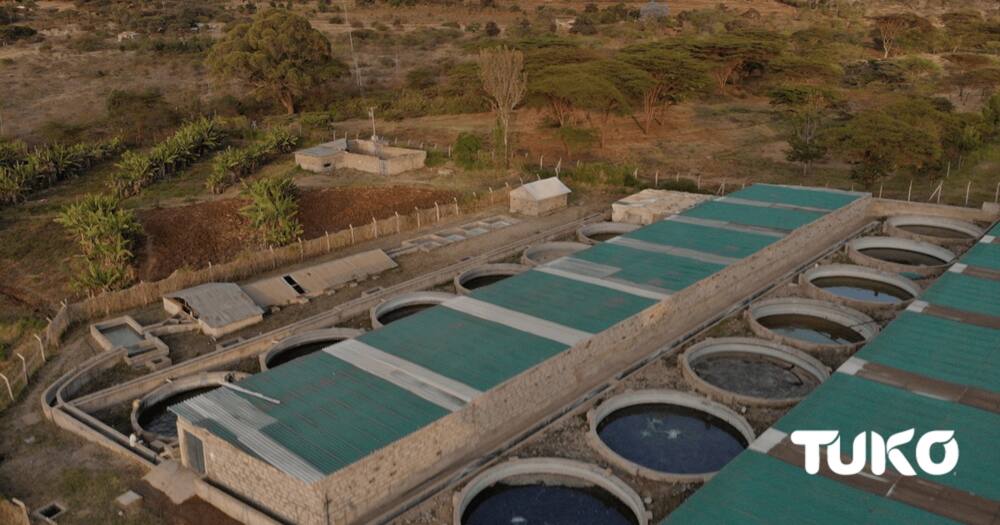 Kamuthanga tilapia-based fish farm in Machakos county. Photo: Mercy Chebet.