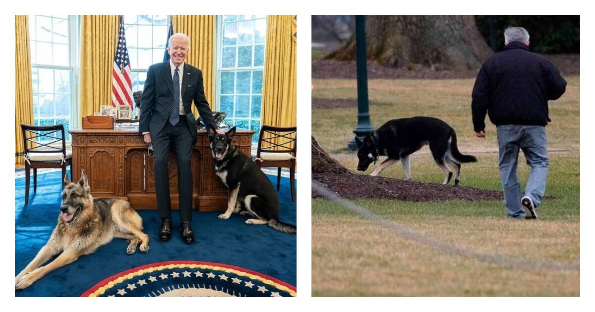 Joe Biden's dogs evicted from White House after biting incident with ...