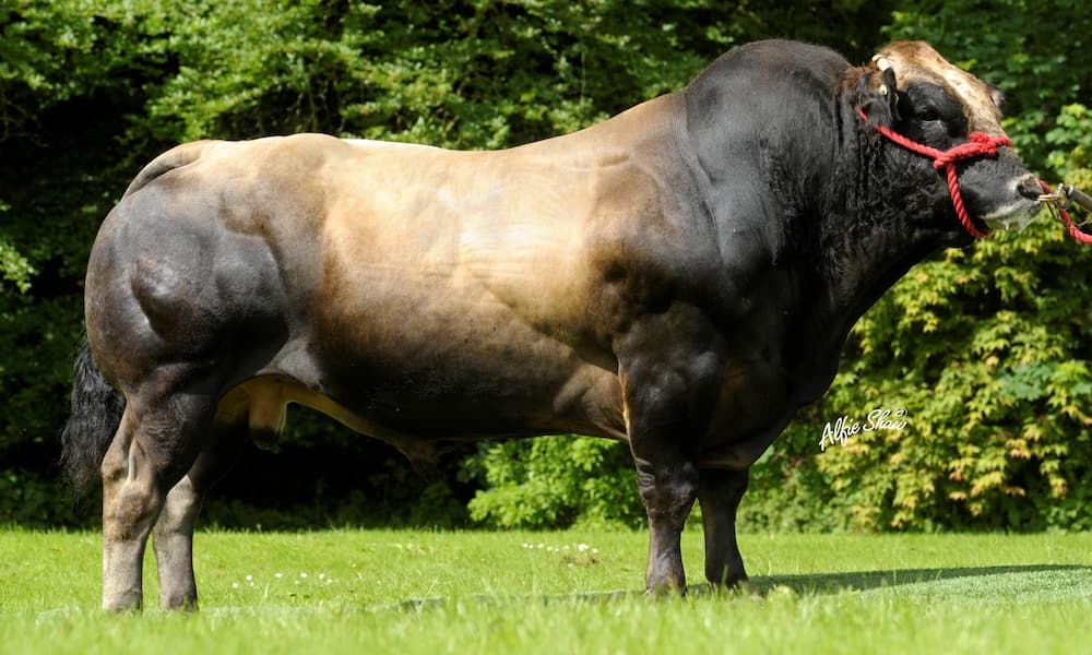 biggest bull cow in the world