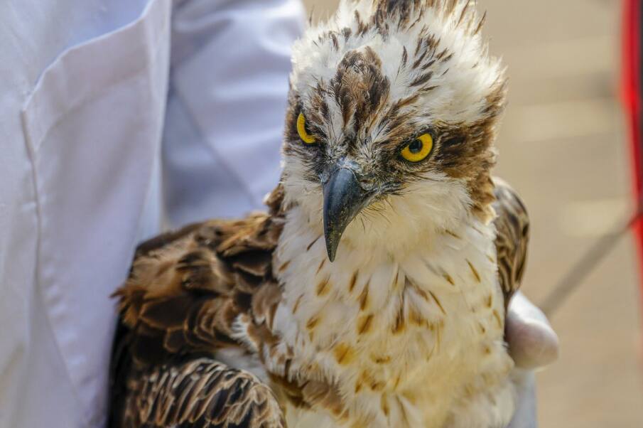 Osprey: Luo elders want special funeral for sea hawk that died under KWS care