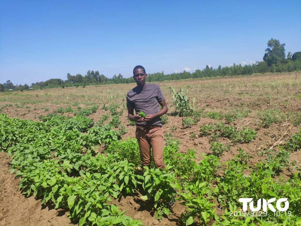 Untapped brains: Homa Bay youths who trained in agricultural technology in Israel decry lack of employment