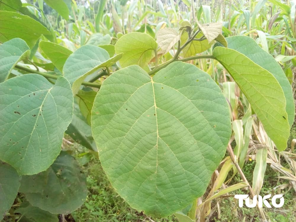 Mugomati: Indigenous multipurpose tree curing many diseases facing extinction in Maragoli land