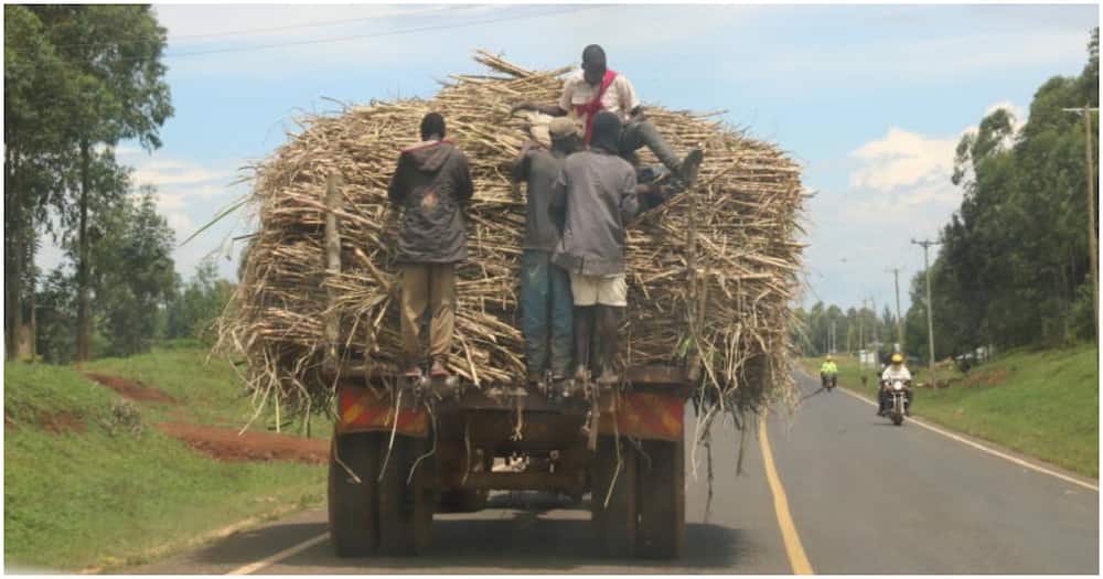 Sugarcane truck. Photo: Africa Eye.