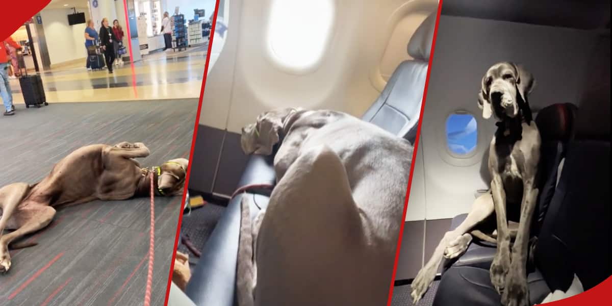 Who Let the Dog Out? Male Stirs TikTok After Buying 3 Seats on Aircraft to Carry His Great Dane