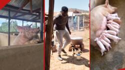 Samuel Abisai: Inside SportPesa Jackpot Winner's Lucrative Pig Farm in Kakamega