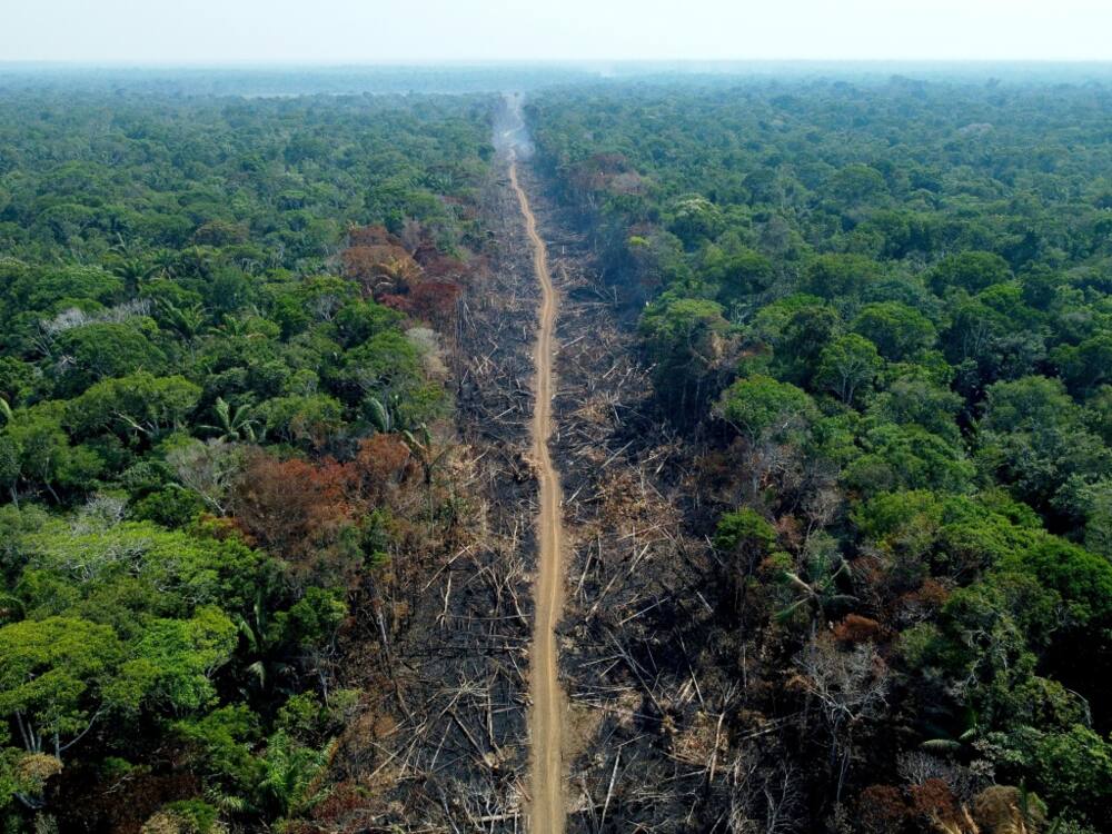So far this year almost 9,500 square kilometres (2.3 million acres) of Amazon rainforest have been destroyed, compared to 9,200 square kilometres im 2021
