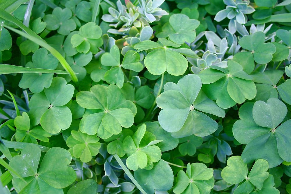 Four-Leaf Clover: The Spiritual Meaning of Finding a Four-Leaf Clover