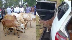 Drama as Kiserian Thieves Return Stolen Goats, Cows after Spell from Juju Man
