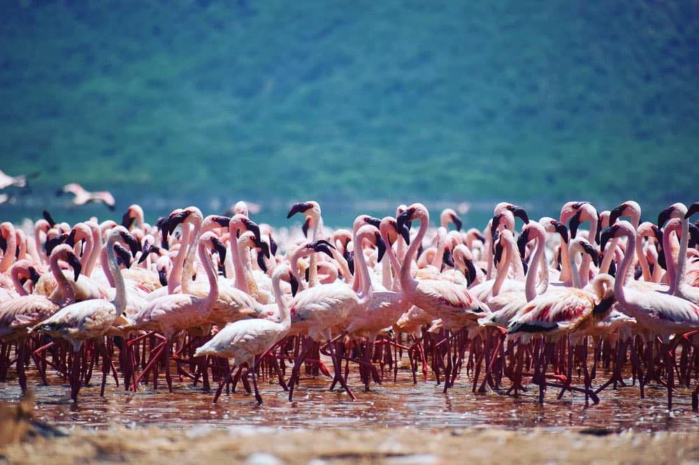 Flamingos in Lake Bogoria National Reserve